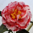 Terrell Weaver Variegated